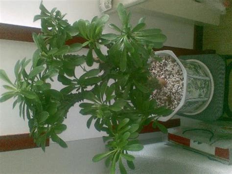 麒麟角 植物 1指幾公分